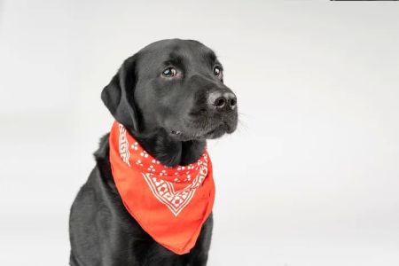 Towne Line Veterinary Group