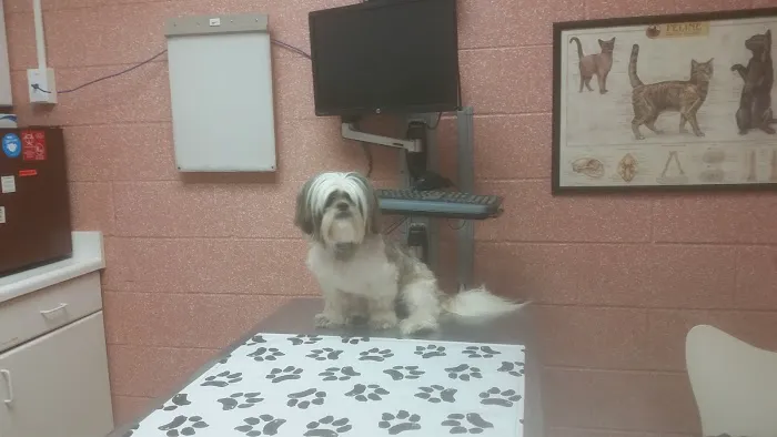 Hauppauge Animal Hospital 12