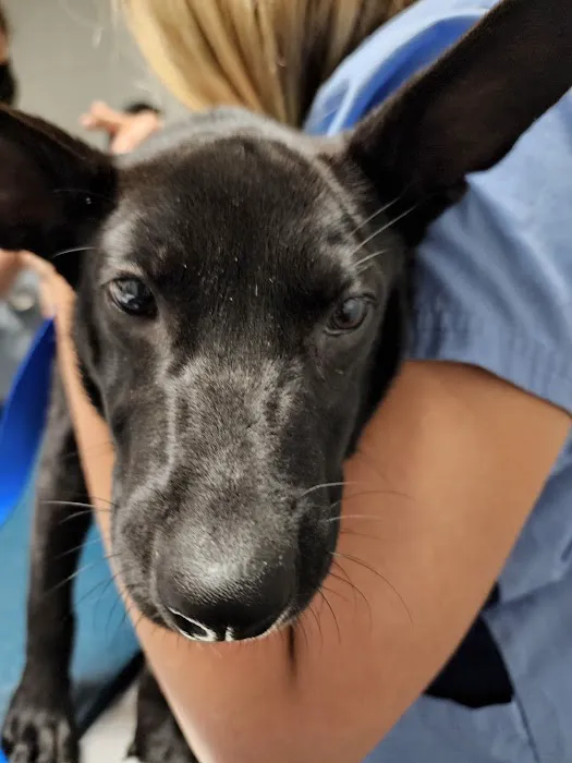 Hauppauge Animal Hospital 12