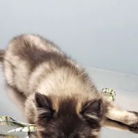 St James Animal Hospital ico