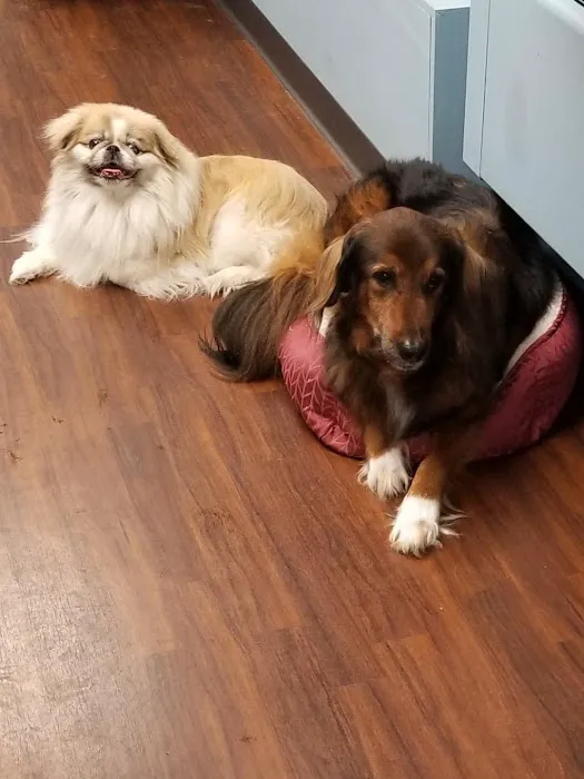 St James Animal Hospital 12