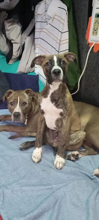 Animal Hospital of Nesconset Dr. Mary Leister 12
