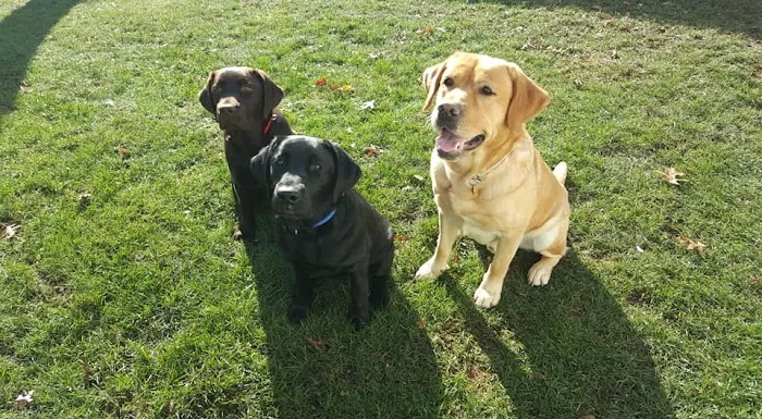 Best Friends Veterinary Care 12