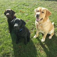 Best Friends Veterinary Care ico