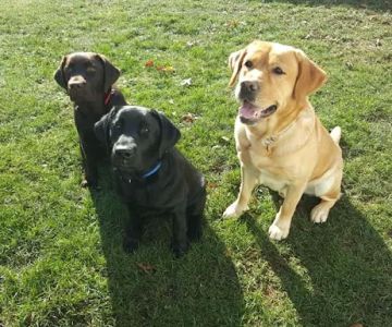 Best Friends Veterinary Care