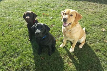 Best Friends Veterinary Care