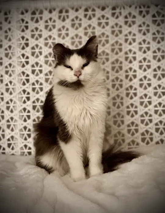 Best Friends Veterinary Care 12