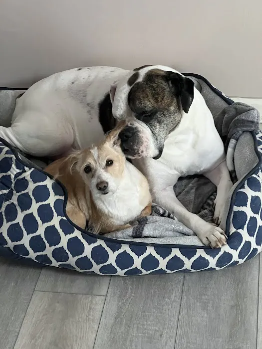 Best Friends Veterinary Care 12