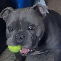Banfield Pet Hospital ico