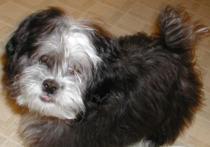 Islandia Animal Hospital 8