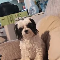 Banfield Pet Hospital ico