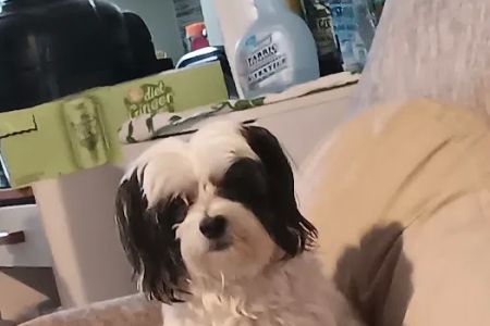 Banfield Pet Hospital