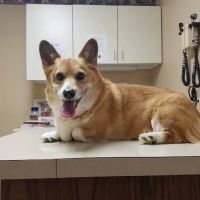 Family Pet Veterinary Hospital ico