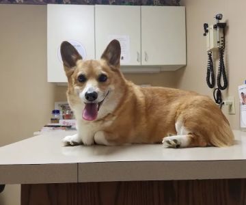 Family Pet Veterinary Hospital