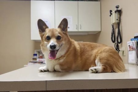 Family Pet Veterinary Hospital