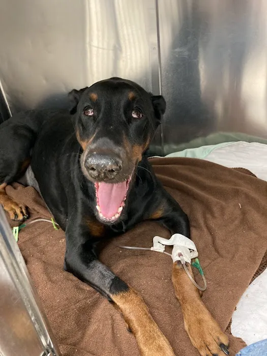 Jones Animal Hospital 9
