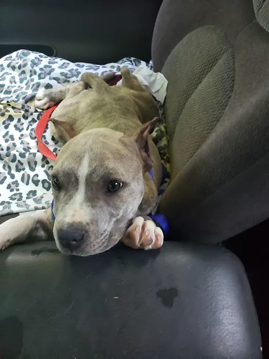 Jones Animal Hospital 1