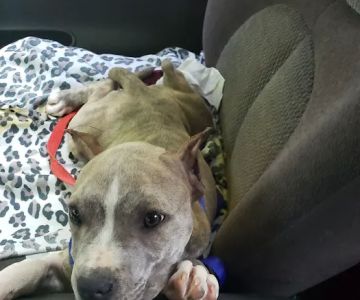 Jones Animal Hospital