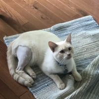 Animal Medical Clinic ico