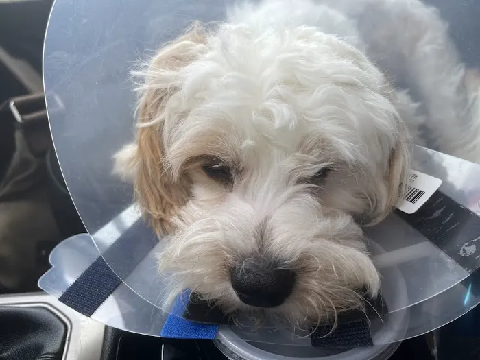 Companion Animal Hospital: Williams Scott DVM 12