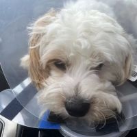 Companion Animal Hospital: Williams Scott DVM ico