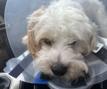 Companion Animal Hospital: Williams Scott DVM