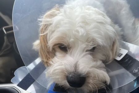 Companion Animal Hospital: Williams Scott DVM