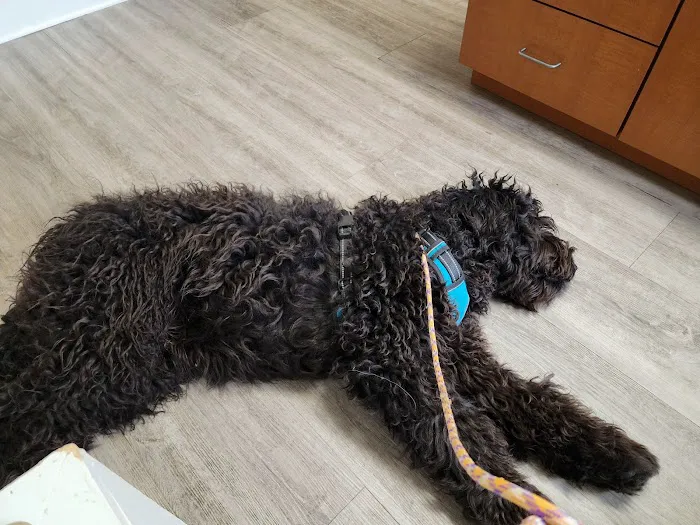 Companion Animal Hospital 12