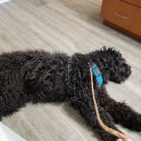Companion Animal Hospital ico