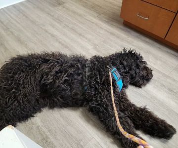 Companion Animal Hospital