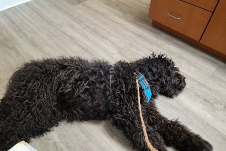 Companion Animal Hospital