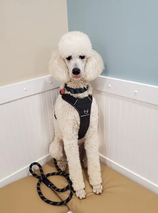 Companion Animal Hospital 12