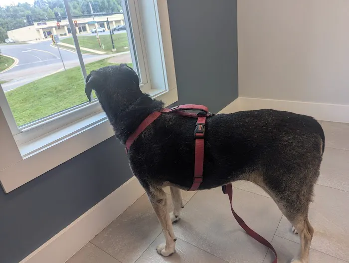 Cherry Point Animal Hospital 12