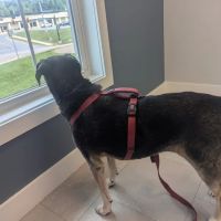Cherry Point Animal Hospital ico