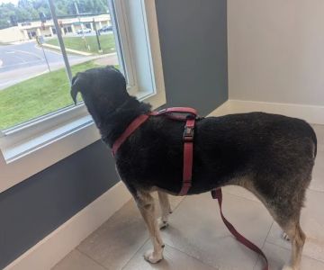 Cherry Point Animal Hospital