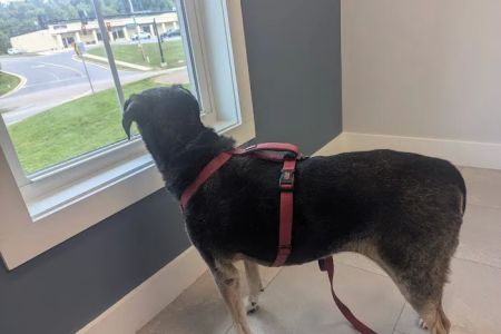Cherry Point Animal Hospital