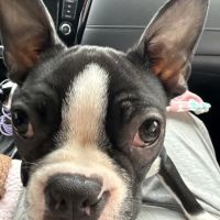 Colonial Heights Animal Hospital ico