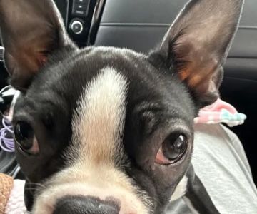 Colonial Heights Animal Hospital