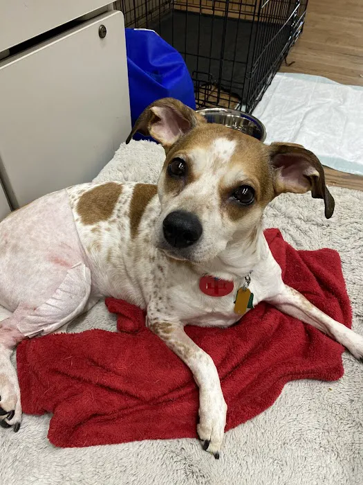 Colonial Heights Animal Hospital 12