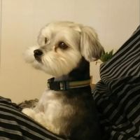 Fort Henry Animal Hospital ico
