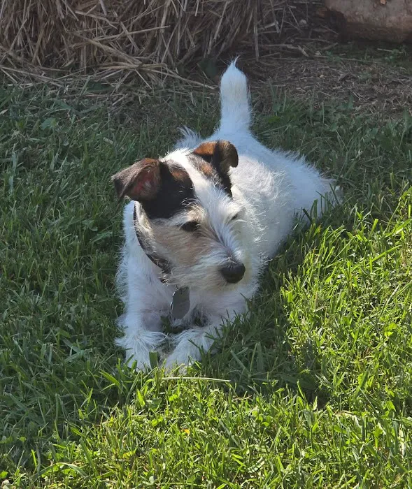 Andes-Straley Veterinary Hospital 12