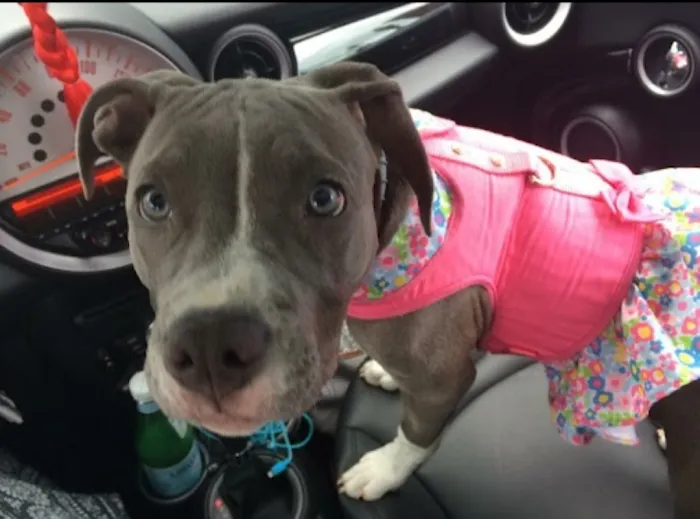 Ferguson Animal Hospital 10
