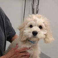 Ferguson Animal Hospital ico