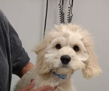 Ferguson Animal Hospital