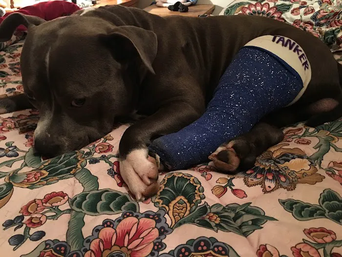 Ferguson Animal Hospital 7