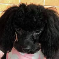 Bristol Animal Clinic ico