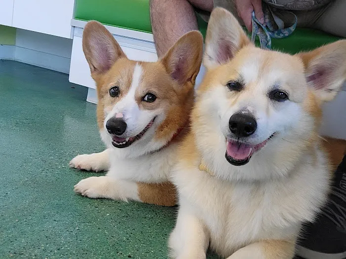 Sandy Paws Animal Clinic 12