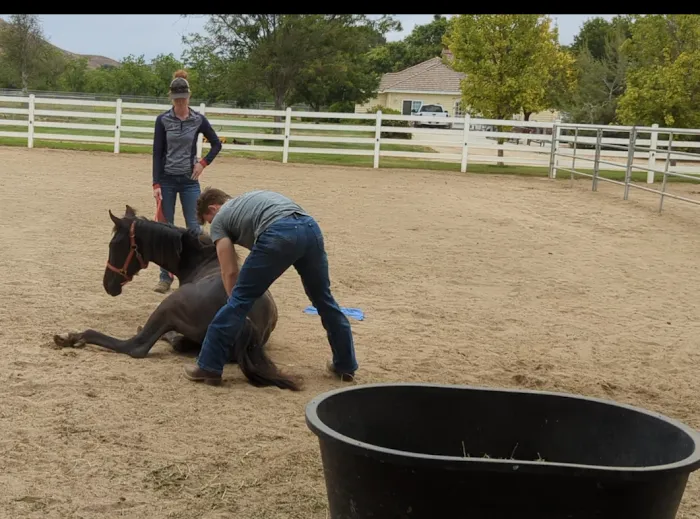 West Coast Equine Medicine 10