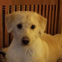 Banfield Pet Hospital ico