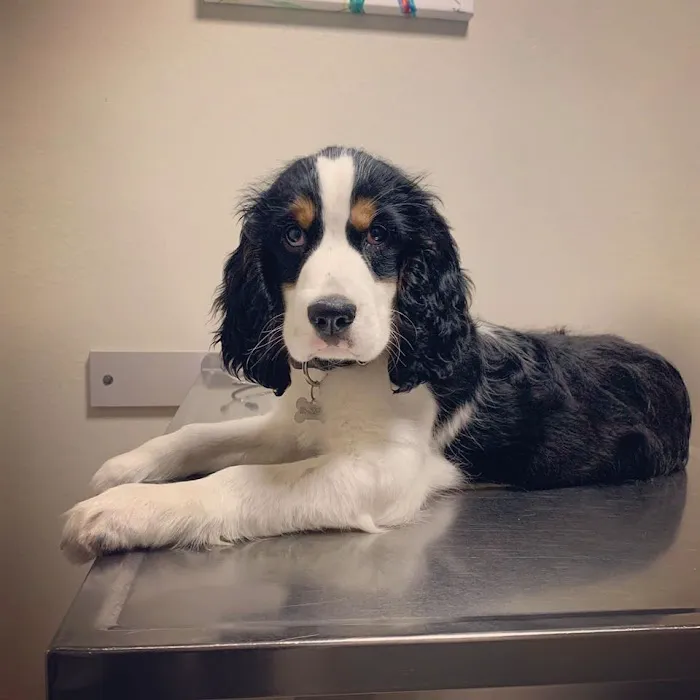 Care Animal Hospital 5